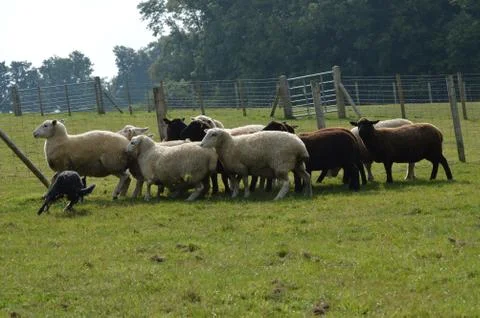 Working the sheep 写真素材