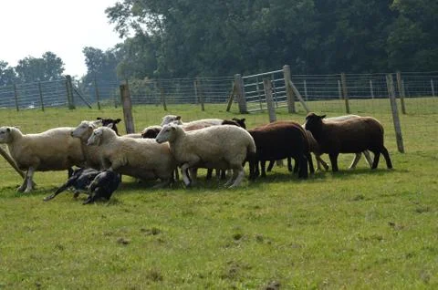 Working the sheep Stock Photos