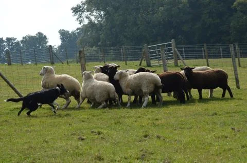Working the sheep Stock Photos