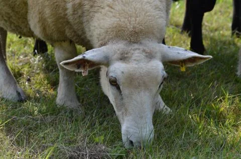 Working the sheep Stock Photos