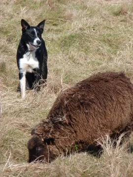 Working Sheepdog Stock Photos