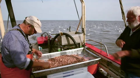 Working on a shrimp boat after the catch of crabs Vídeos de archivo 61816332