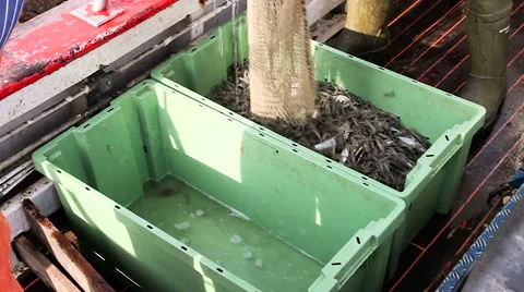 Working on a shrimp boat Vídeo Stock 61812985