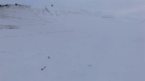 Working Sled Dogs Crossing a Hazy Snowy Valley in Svalbard Norway, Drone Stock Footage 342834639