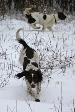 Working springer spaniel pet gundog playing in the snow Stock Photos