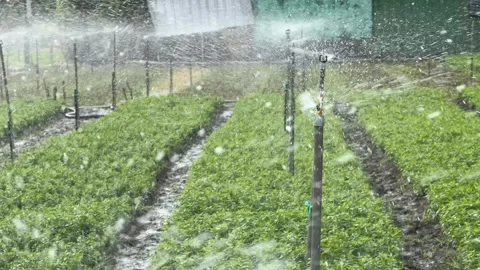 A working sprinkler irrigates the field while countless water droplets remain Video stock 328171351