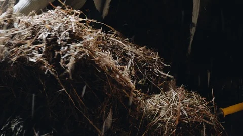 Working at the Stable Vídeo Stock 89184050