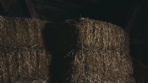 Working at the Stable Vídeo Stock 89198718