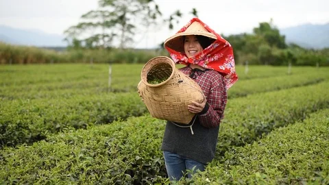 Working at tea farm Stock Footage 102985423