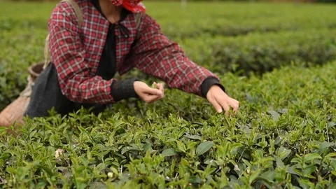Working at tea farm Stock Footage 105836926