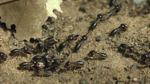 Working termites on the ground close-up Stock Footage 48337954
