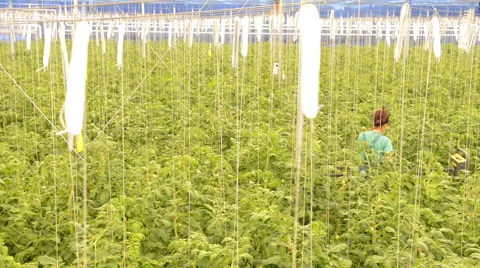 Working with tomato plants in a Greenhouse Stock Footage 60615495
