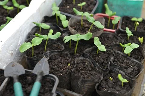 Working tools and young seedlings of cucumber in boxes in greenhouse.  Vintag Stock Photos