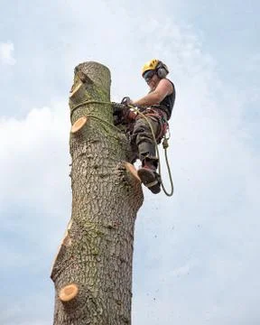 Working tree surgeon Foto stock