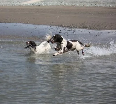 Working type engish springer spaniel pet gundog jumping on a sandy beach Stock Photos