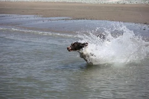 Working type engish springer spaniel pet gundog jumping on a sandy beach Stock-Fotos
