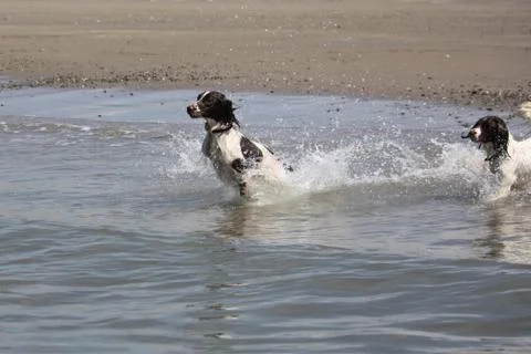Working type engish springer spaniel pet gundog jumping on a sandy beach Stock Photos