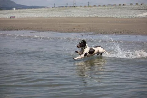 Working type engish springer spaniel pet gundog jumping on a sandy beach Stock Photos