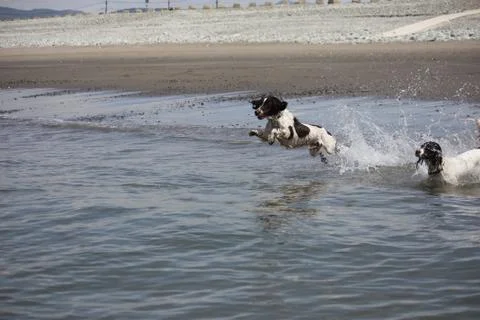 Working type engish springer spaniel pet gundog jumping on a sandy beach Foto stock