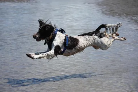 Working type engish springer spaniel pet gundog jumping on a sandy beach Stock Photos