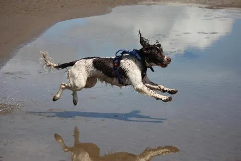 Working type engish springer spaniel pet gundog jumping on a sandy beach Stock Photos