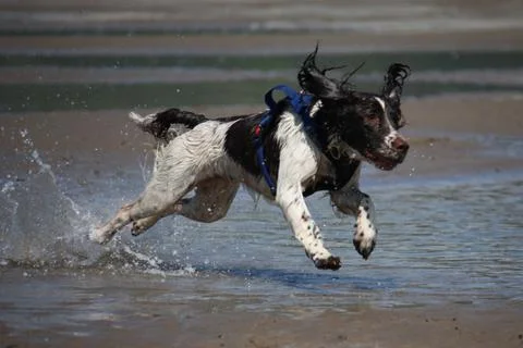 Working type engish springer spaniel pet gundog jumping on a sandy beach Stock-Fotos