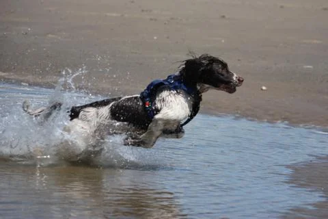 Working type engish springer spaniel pet gundog jumping on a sandy beach Stock Photos