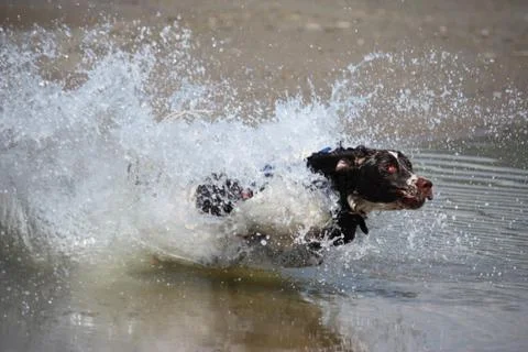 Working type engish springer spaniel pet gundog jumping on a sandy beach Stock-Fotos