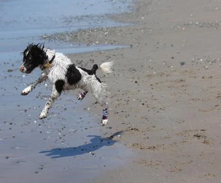 Working type engish springer spaniel pet gundog jumping on a sandy beach Stock Photos
