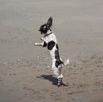 Working type engish springer spaniel pet gundog jumping on a sandy beach Stock Photos