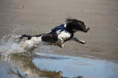 Working type engish springer spaniel pet gundog jumping on a sandy beach Stock Photos