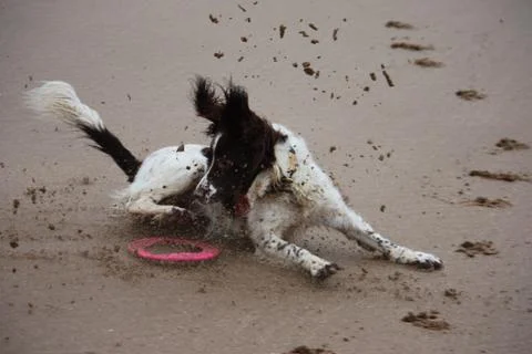Working type english springer spaniel pet gundog running on a sandy beach; Stock Photos