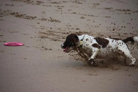 Working type english springer spaniel pet gundog running on a sandy beach; Stock Photos