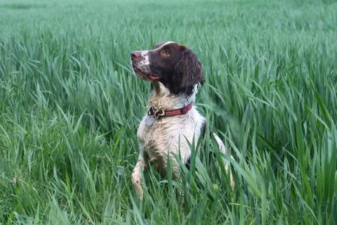 Working type english springer spaniel pet gundog in a field of green crops Stock Photos