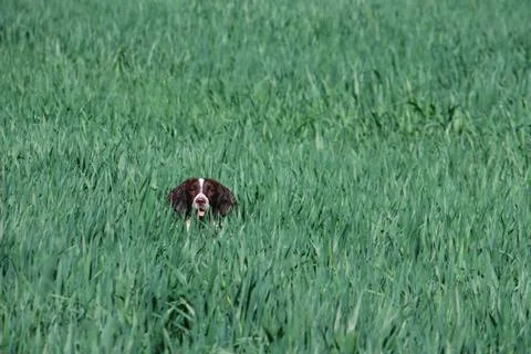 Working type english springer spaniel pet gundog in a field of green crops Stock Photos