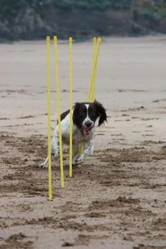 Working type english springer spaniel pet gundog agility weaving on a sandy b Stock Photos
