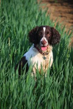 Working type english springer spaniel pet gundog in a field of green crops Stock Photos