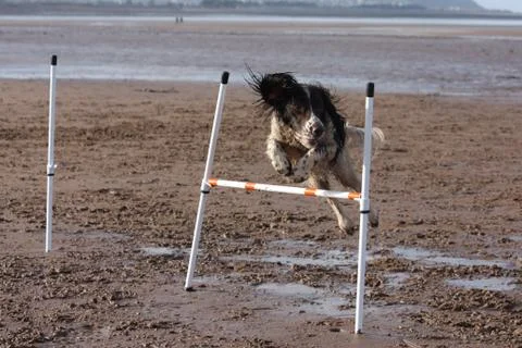 A working type english springer spaniel pet gundog doing agility jumps on a s Stock Photos