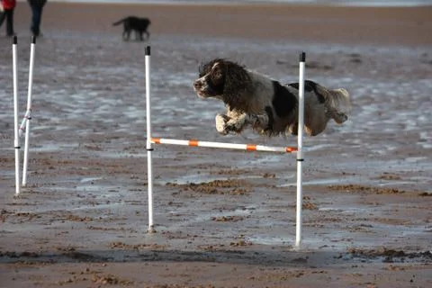 A working type english springer spaniel pet gundog doing agility jumps on a s Stock Photos