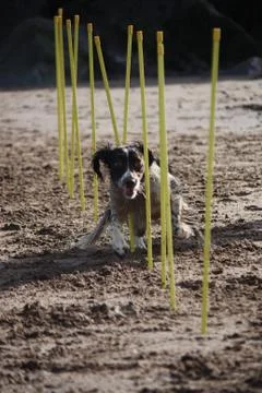 Working type english springer spaniel pet gundog agility weaving on a sandy b Stock Photos