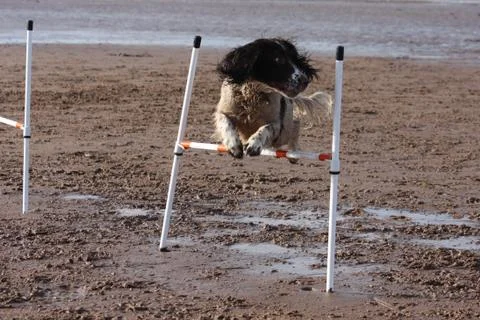 A working type english springer spaniel pet gundog doing agility jumps on a s Stock Photos