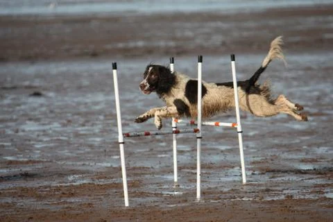 A working type english springer spaniel pet gundog doing agility jumps on a s Stock Photos