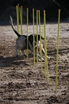 Working type english springer spaniel pet gundog agility weaving on a sandy b Stock Photos