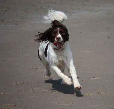 Working type english springer spaniel pet gundog running on a sandy beach; Stock Photos