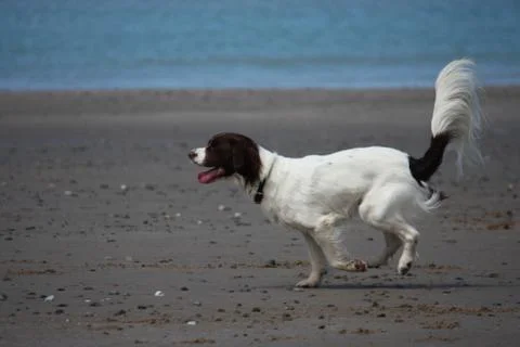 Working type english springer spaniel pet gundog running on a sandy beach; Stock Photos
