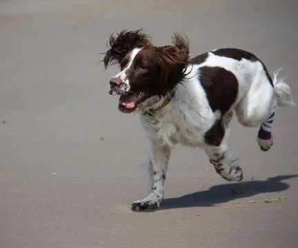 Working type english springer spaniel pet gundog running on a sandy beach; Stock Photos