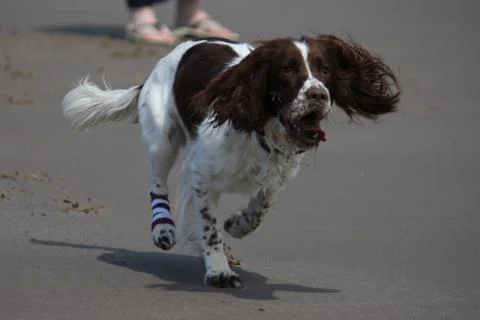Working type english springer spaniel pet gundog running on a sandy beach; Stock Photos