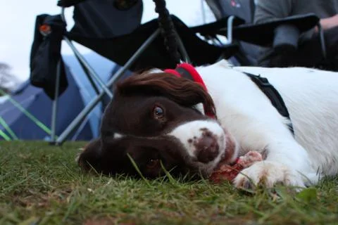 Working type english springer spaniel pet gundog eating raw food Stock Photos