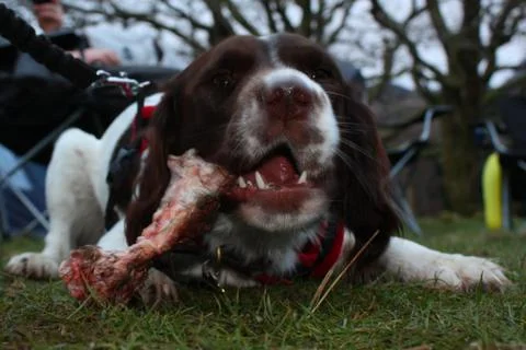 Working type english springer spaniel pet gundog eating raw food Stock-Fotos