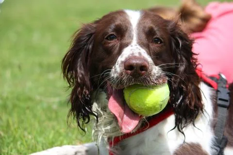 A working type english springer spaniel pet gundog with a yellow tennis ball Stock Photos